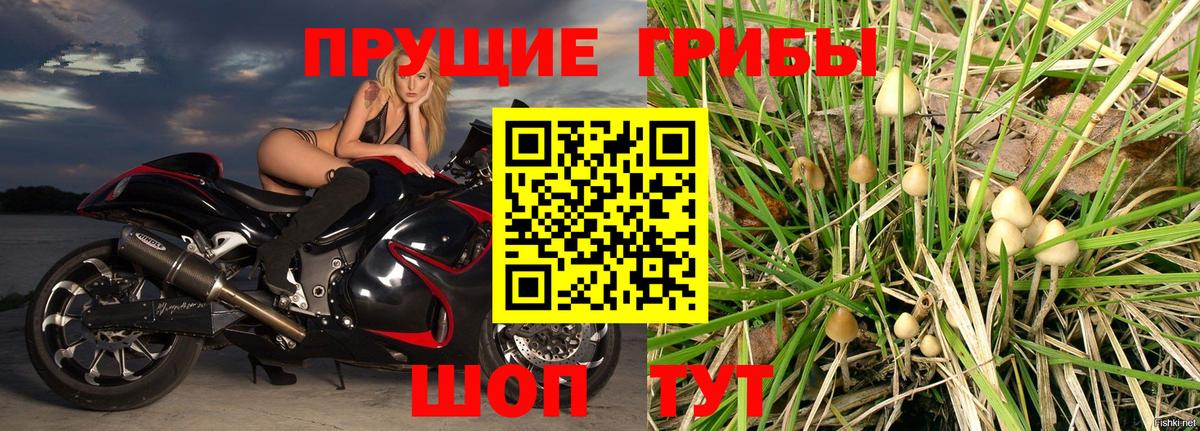 Галлюциногенные грибы Psilocybine cubensis Волжский